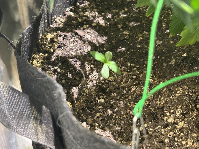 BF - Super Boof. Week 13