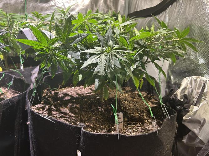 BF - RS11 x Banana OG. Week 13 - 2/7/26