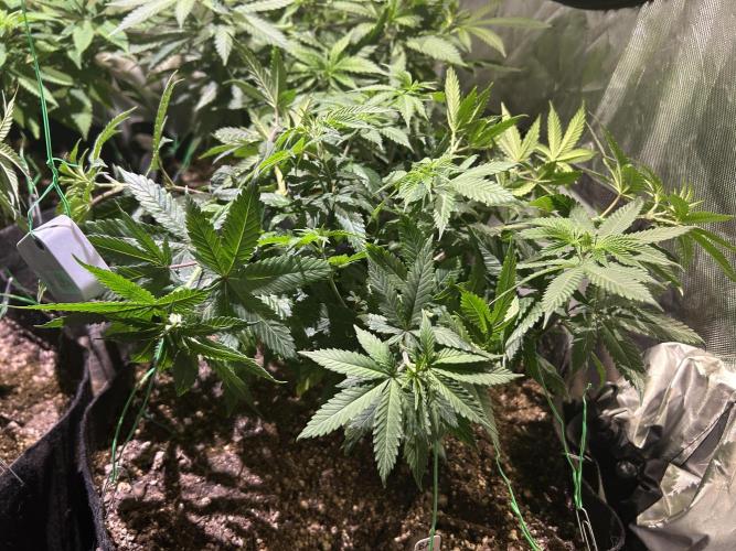 BF - RS11 x Banana OG. Week 13