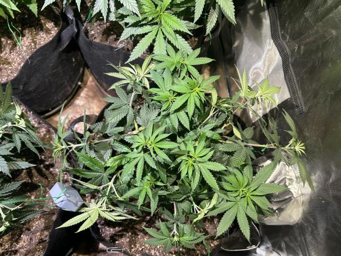 BF - RS11 x Banana OG. Week 13