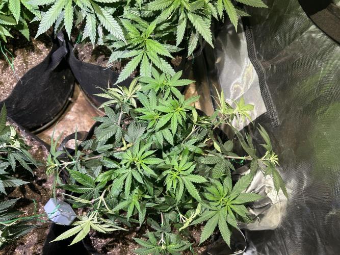 BF - RS11 x Banana OG. Week 13