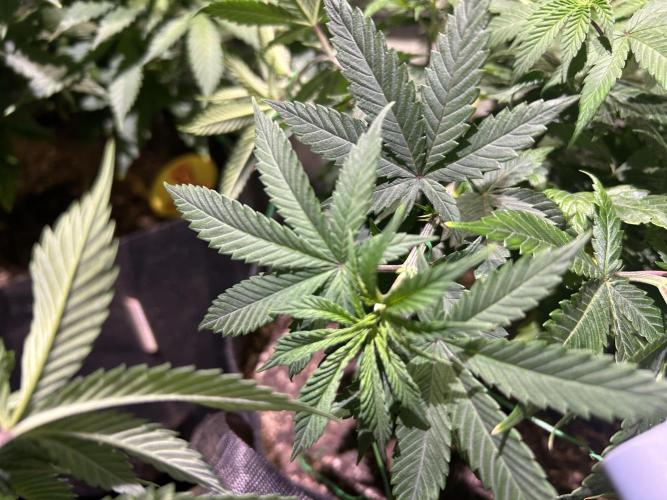 BF - RS11 x Banana OG. Week 13