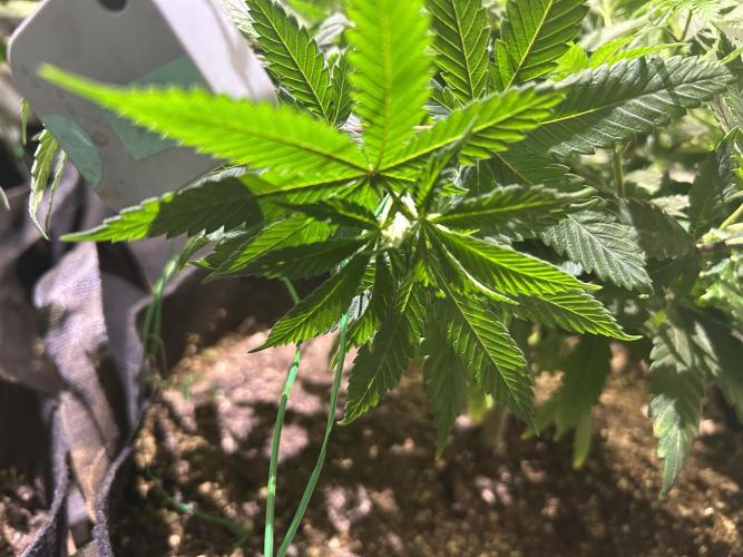 BF - RS11 x Banana OG. Week 13