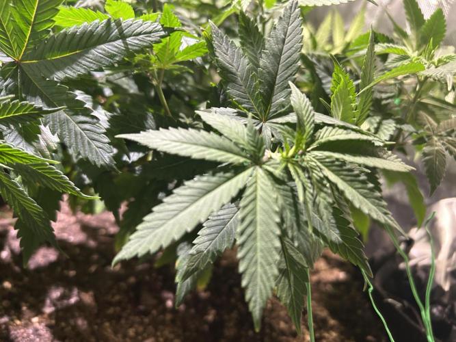 BF - RS11 x Banana OG. Week 13