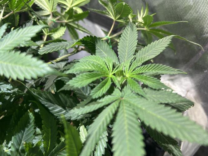 BF - RS11 x Banana OG. Week 13