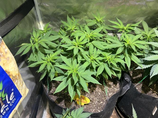 OSS - Blackwater. Week 16 - 2/7/26