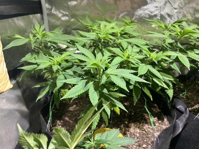 OSS - Blackwater. Week 16