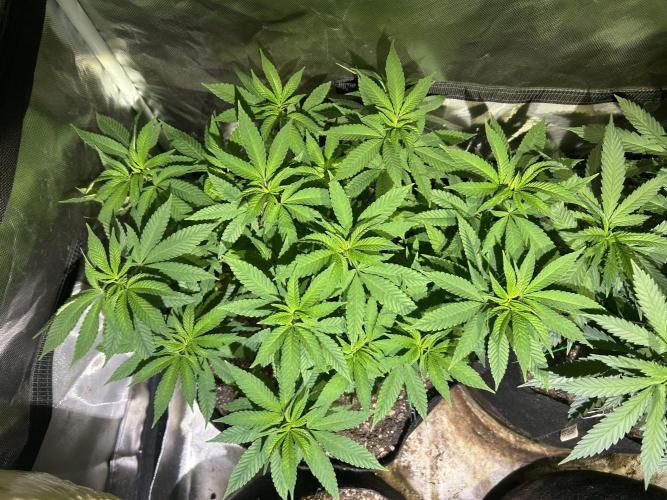 OSS - Blackwater. Week 16