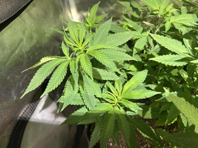 OSS - Blackwater. Week 16