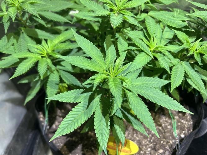 OSS - Blackwater. Week 16