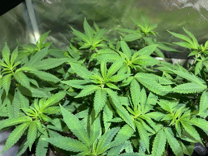 OSS - Blackwater. Week 16