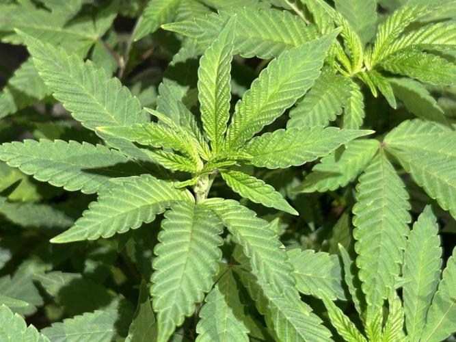 OSS - Blackwater. Week 16