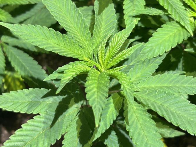 OSS - Blackwater. Week 16