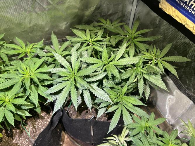 OSS - Tiramisu. Week 16 - 2/7/26