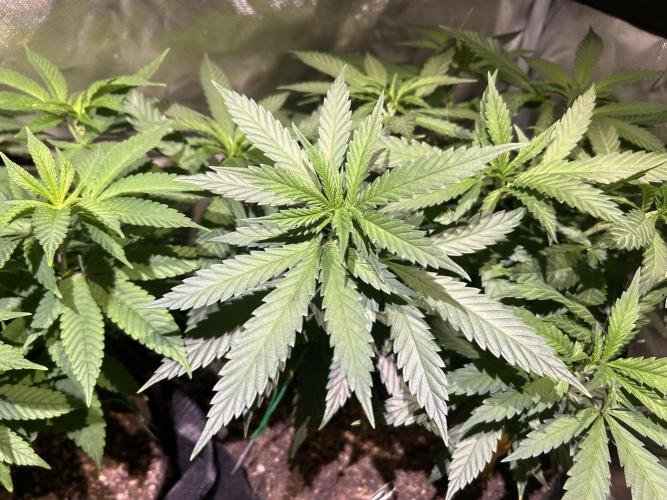 OSS - Tiramisu. Week 16