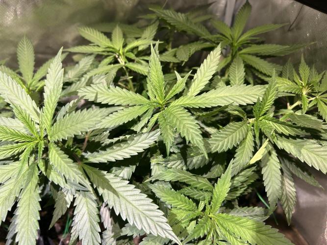 OSS - Tiramisu. Week 16