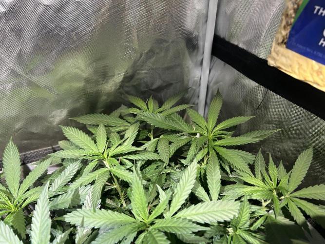 OSS - Tiramisu. Week 16