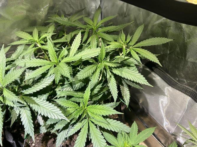 OSS - Tiramisu. Week 16