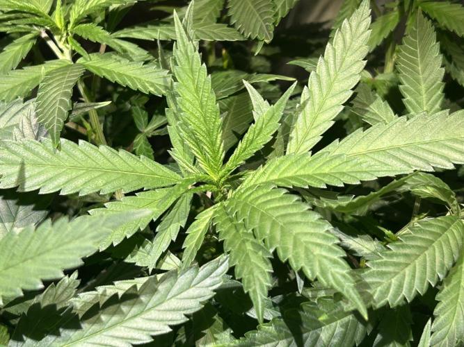 OSS - Tiramisu. Week 16