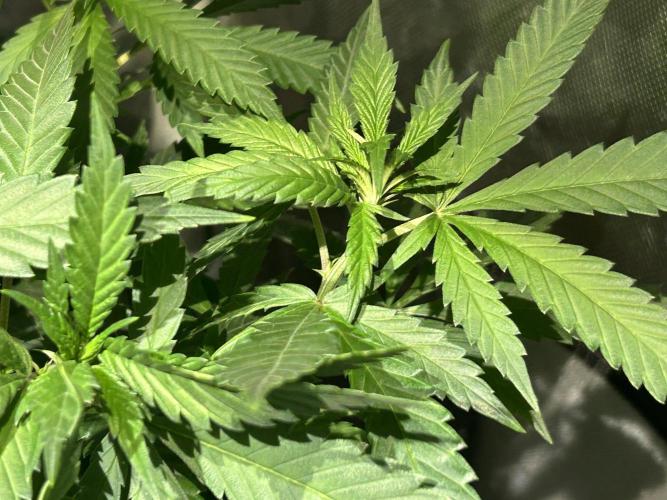 OSS - Tiramisu. Week 16