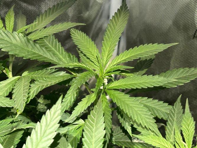 OSS - Tiramisu. Week 16