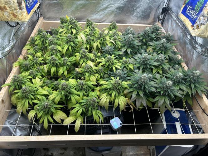 OSS - Do-Si-Dos OG. Week 23 - 2/7/26