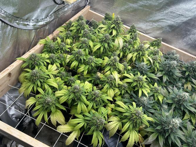 OSS - Do-Si-Dos OG. Week 23