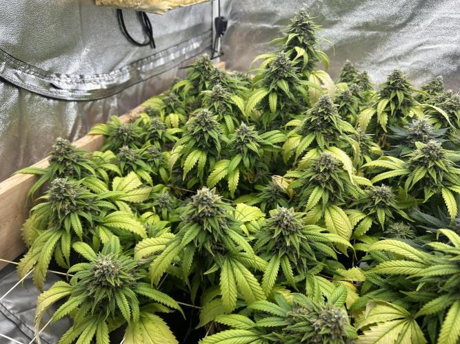 OSS - Do-Si-Dos OG. Week 23