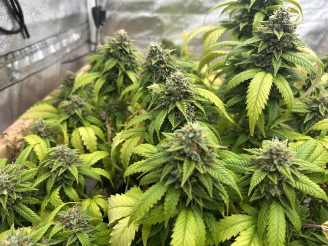 OSS - Do-Si-Dos OG. Week 23