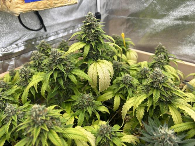 OSS - Do-Si-Dos OG. Week 23