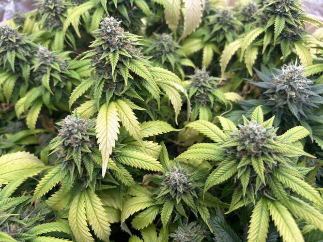 OSS - Do-Si-Dos OG. Week 23