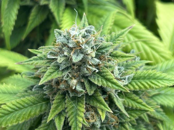 OSS - Do-Si-Dos OG. Week 23