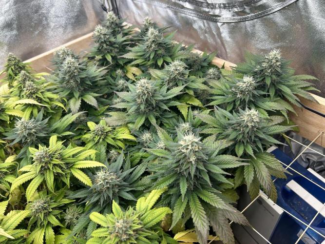 OSS - Sherbet Moonrocks. Week 23