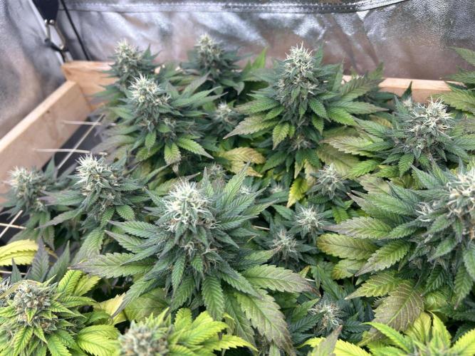 OSS - Sherbet Moonrocks. Week 23