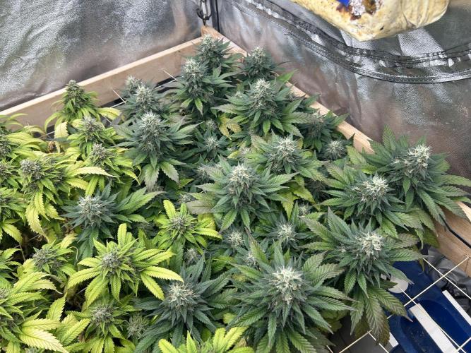 OSS - Sherbet Moonrocks. Week 23