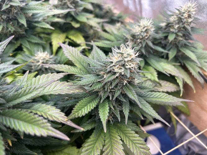 OSS - Sherbet Moonrocks. Week 23