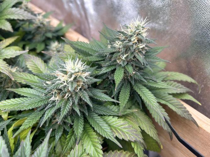 OSS - Sherbet Moonrocks. Week 23