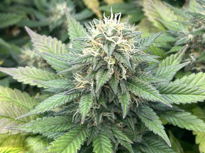 OSS - Sherbet Moonrocks. Week 23