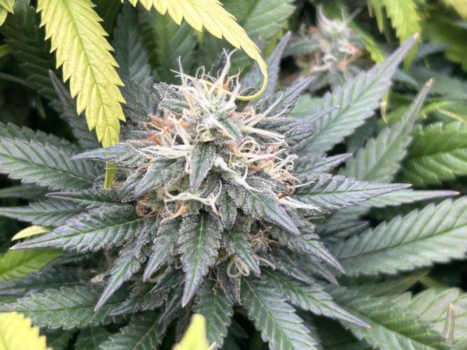 OSS - Sherbet Moonrocks. Week 23