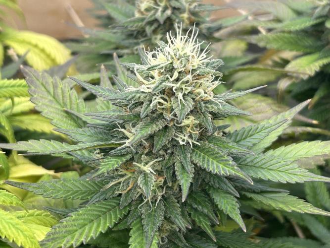 OSS - Sherbet Moonrocks. Week 23