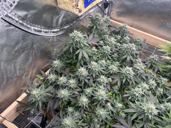 Kannabia - Pink Gelato. Week 23