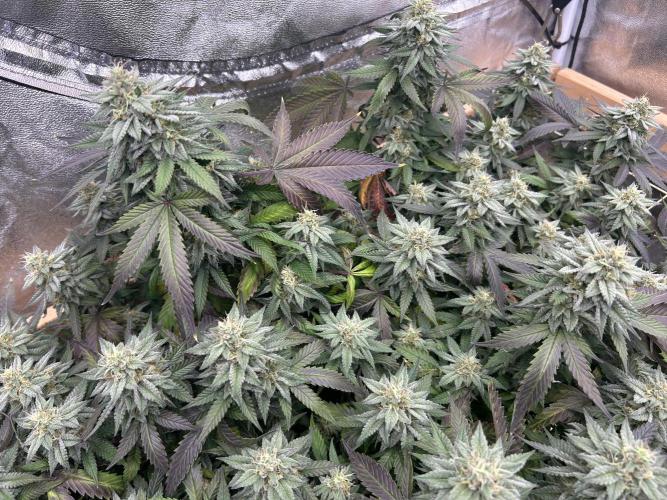 Kannabia - Pink Gelato. Week 23