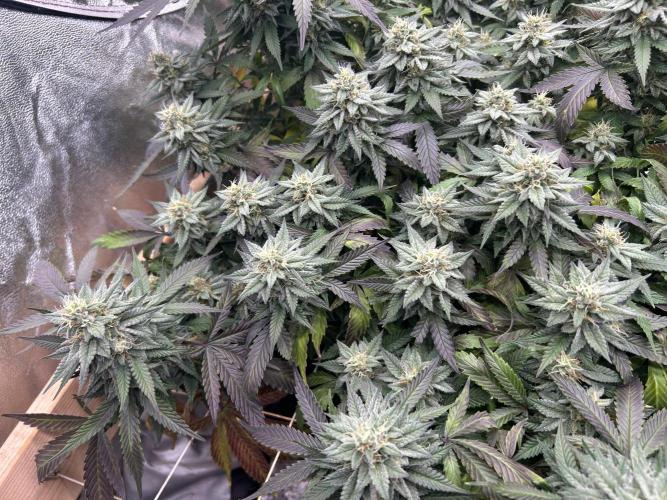 Kannabia - Pink Gelato. Week 23