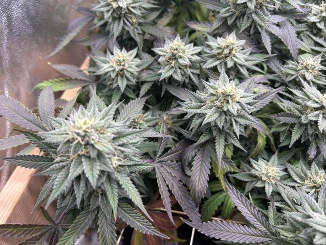 Kannabia - Pink Gelato. Week 23