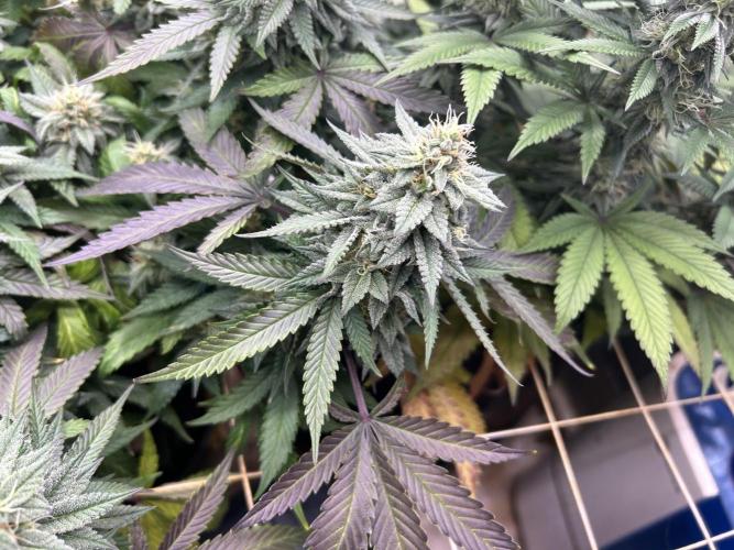 Kannabia - Pink Gelato. Week 23