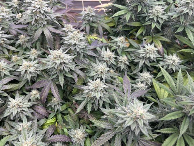 Kannabia - Pink Gelato. Week 23