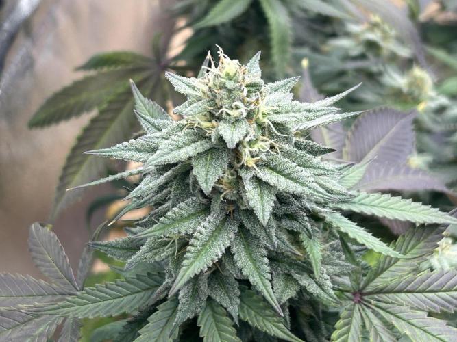 Kannabia - Pink Gelato. Week 23