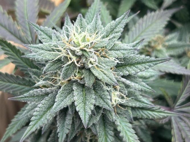 Kannabia - Pink Gelato. Week 23