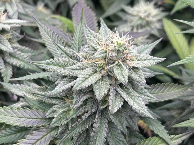 Kannabia - Pink Gelato. Week 23