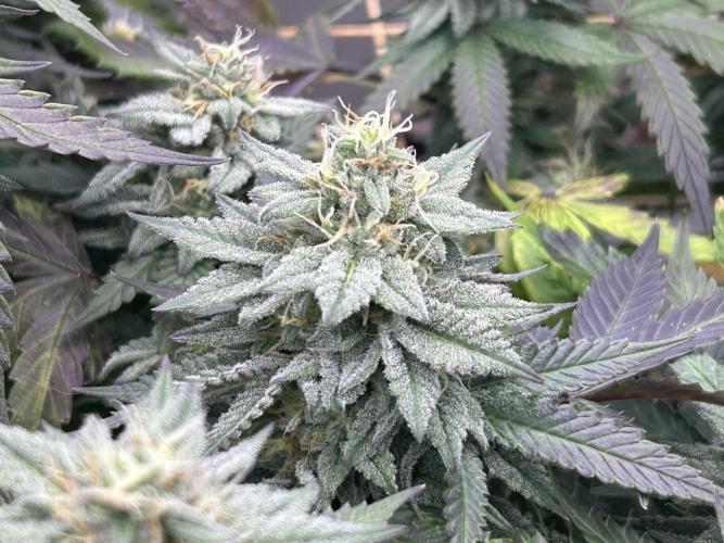 Kannabia - Pink Gelato. Week 23